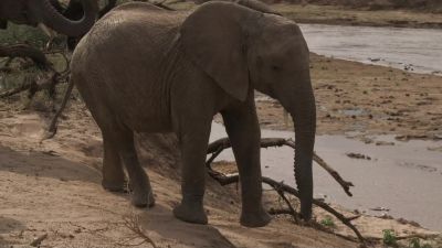 Filled with playful glee, the elephants can't resist - Chasing the Rains