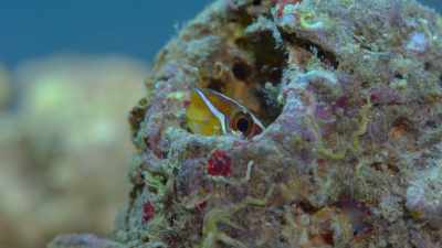 Filmed close up,
under controlled conditions, - Attenborough's Life in Colour