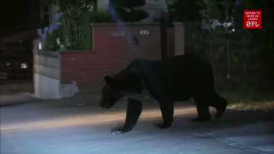 Filmmaker:
While Ron was fending off
bear attacks, - Q: Into the Storm