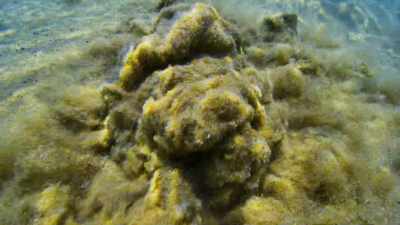 Filtered through limestone,
they create crystal-clear pools... - Seven Worlds, One Planet