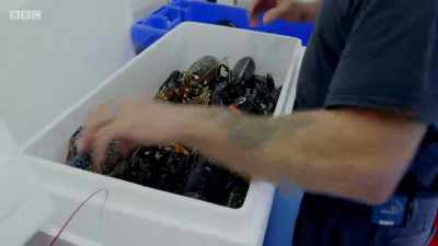 Finally, Andrew turns to social
media to help Sue sell them... - Cornwall: This Fishing Life
