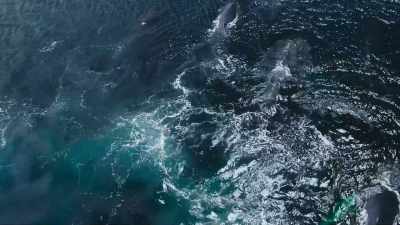 Finally, five weeks
after leaving Antarctica, - Super/Natural