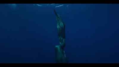 Finally, full of squid, Mom returns... - Our Oceans