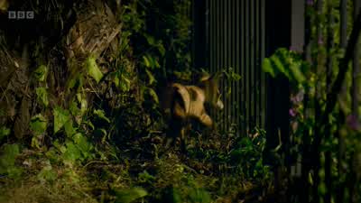 Finally, hunger and curiosity get the better of her. - Wild London