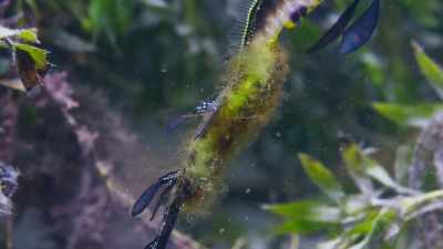 Finally, it's time for the young
to break free. - Blue Planet II