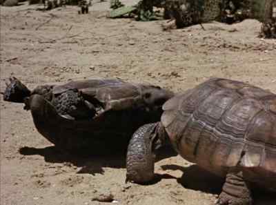 Finally, it's tortoise
turned turtle. - The Living Desert