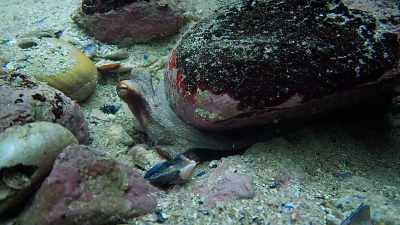 Finally, after looking for her
for a week, day after day, - My Octopus Teacher