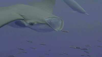 Finally, mobula rays - Oceans: Our Blue Planet