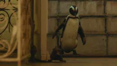 Finally. - Penguin Town