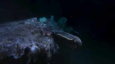 Finally it settles on the ocean floor - Blue Planet II
