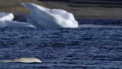 "Finally, after six weeks
of swimming the gauntlet," - Secrets of the Whales