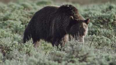 Finally she slows her pace
and allows him close. - Epic Yellowstone