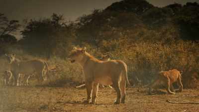 Finally, the fire reaches
Kali and the great pride. - Serengeti