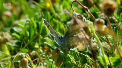 Finally,
the little male's wings are dry. - Wales: Land of the Wild