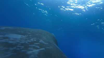 Finally, the mother
returns from the deep - Blue Planet II