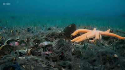 Finally, the persistent starfish
find what they're looking for. - Wild Isles