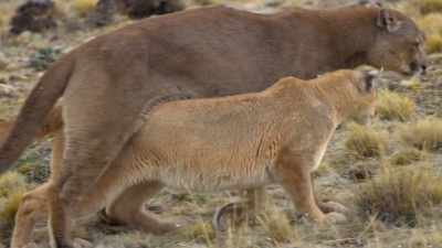 Finding a partner is a labor of love. - The Secret Lives of Animals