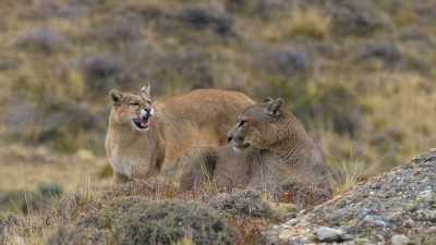 Finding a partner - The Secret Lives of Animals