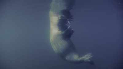 Finding a safe place
on these melting shores - Oceans: Our Blue Planet