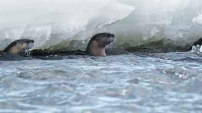 Finding confidence
in this sheltered cove, - Epic Yellowstone
