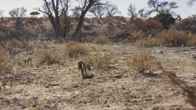 Finding food is the toughest challenge. - Hostile Planet