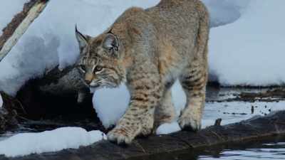 Finding meals will only get
harder as winter continues - Yellowstone: One-Fifty
