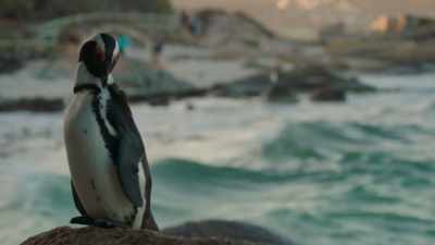 Finding penguin love
in this modern world can be tricky. - Penguin Town
