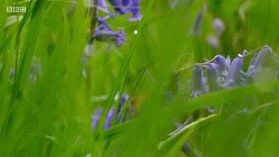 Finding the right location is key
for her offspring's survival. - Wales: Land of the Wild