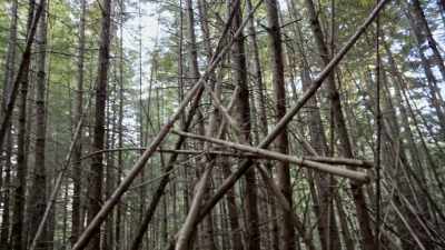 Finding two different
tree structures,
with this similar shape - Expedition Bigfoot
