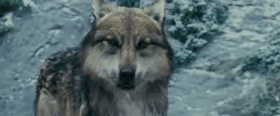 Where's Jacob? - The Twilight Saga: Eclipse