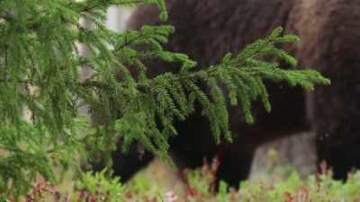 Finland has more than 1,200 bears. - Wild Nordic