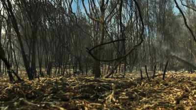 Fires should refresh and regenerate
the landscape. - The Green Planet