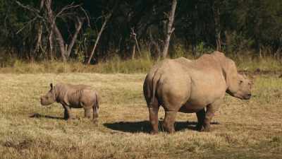 First baby born to two orphan rhinos. - The Reluctant Traveler with Eugene Levy