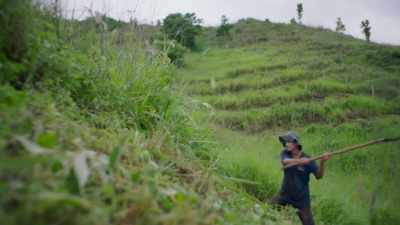 First, they cleared the introduced
African cattle grasses, - The Green Planet