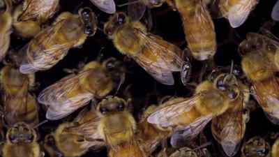 First, she gathers an audience. - Micro Monsters with David Attenborough