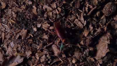 First, she injects it with a venom
that paralyses its front legs. - Micro Monsters with David Attenborough