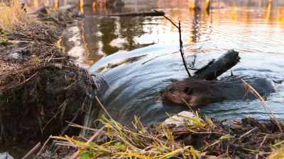 First, large logs to underpin the repair. - The Secret Lives of Animals