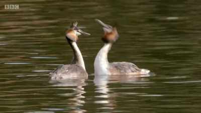 First, they mirror
each other's movements. - Wales: Land of the Wild