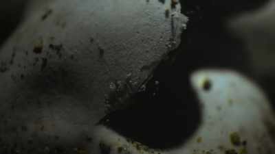First, he must escape
his underground nest. - The Secret Lives of Animals