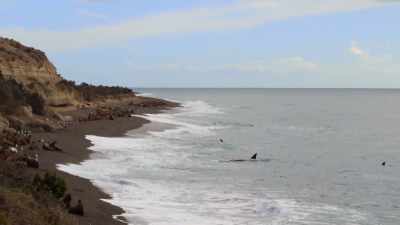 ''First, they must
get comfortable in the surf.'' - Secrets of the Whales