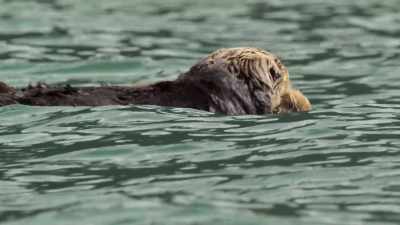 First, short dips
to get used to the water. - Wild Babies