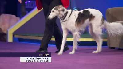 First up,
all the way from South Korea, - 2022 American Rescue Dog Show