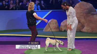 First up is Bobo,
a Chihuahua Pug, AKA Chug, - 2022 American Rescue Dog Show