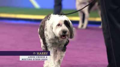 First up is Harry, - 2022 American Rescue Dog Show