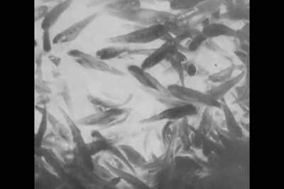 Fish are very complex critters - Artifishal