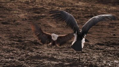 Fish eagle seizes the moment... - Chasing the Rains