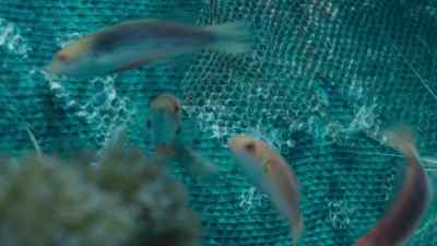 Fish and shrimp pick scales
shed from his body. - Prehistoric Planet