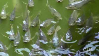 Fish, snake, or something - Mysteries Decoded