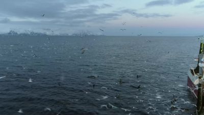 Fishing boats like this can scoop up - Hostile Planet