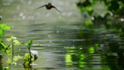 Fishing territories
are vigorously defended - Wild Isles